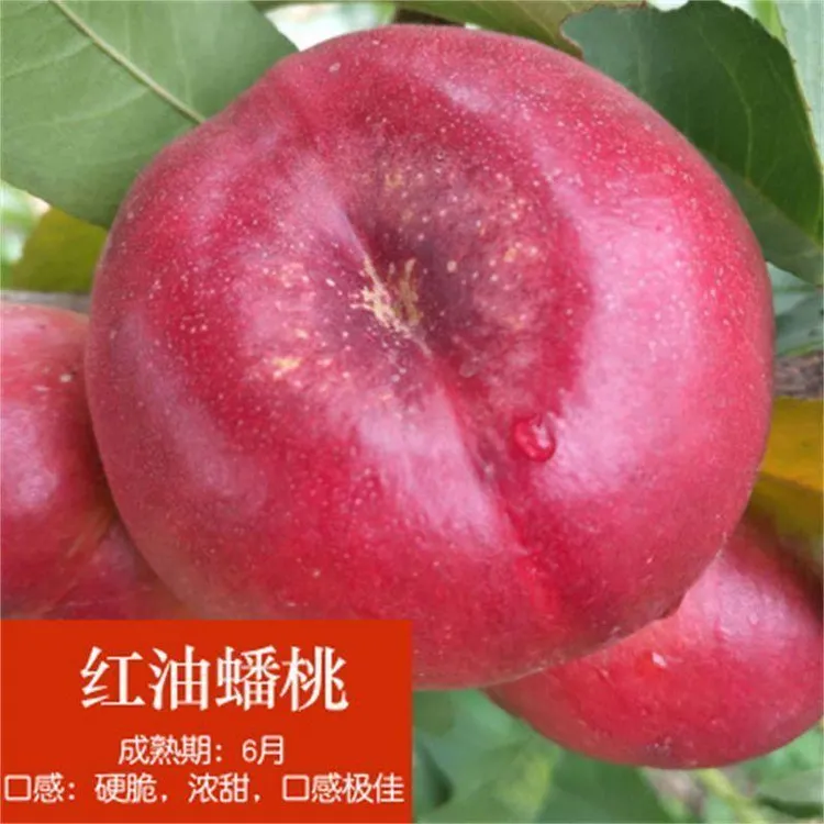 蟠桃树苗黄金蟠  玉露蟠黄油蟠桃苗南方北方种植果树   红油蟠桃