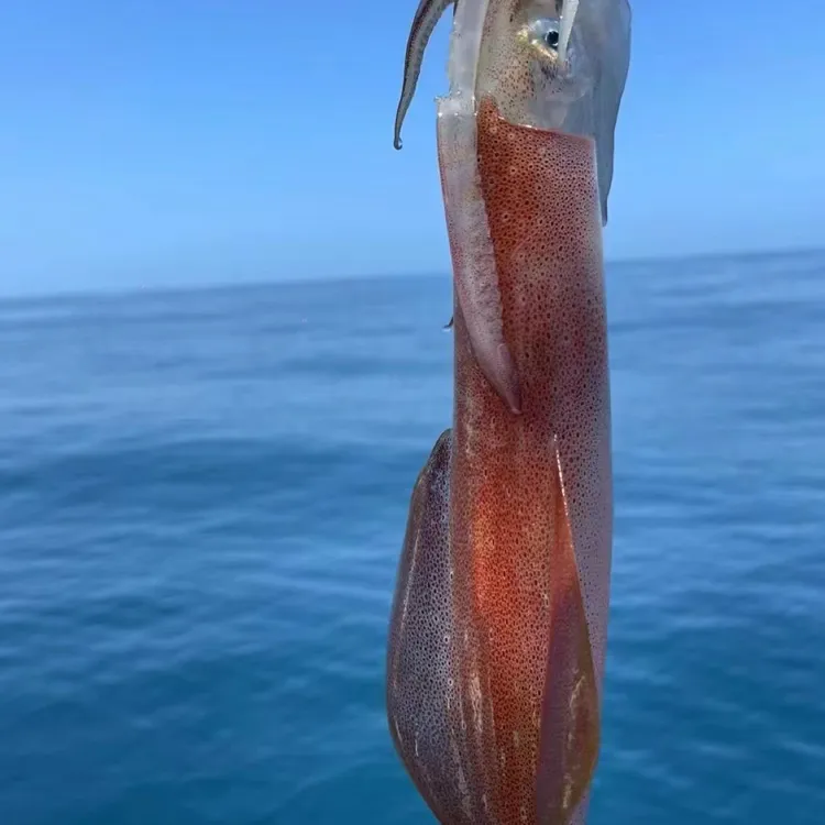 福建省东山岛海钓鱿鱼（适合白灼冰镇）新鲜生鲜鱿鱼虾