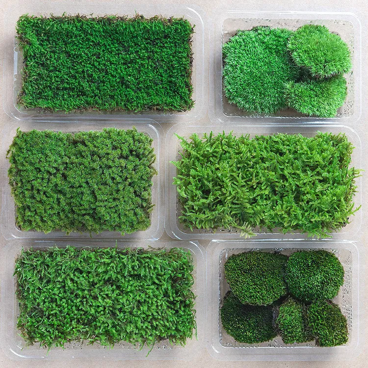 园艺景物鲜活苔藓微景观植物盆景盆栽铺面四季水陆缸假山草青苔
