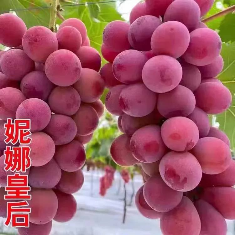 【妮娜皇后】1.5斤尝鲜款/果王/新鲜葡萄/现摘现发/顺丰包邮/