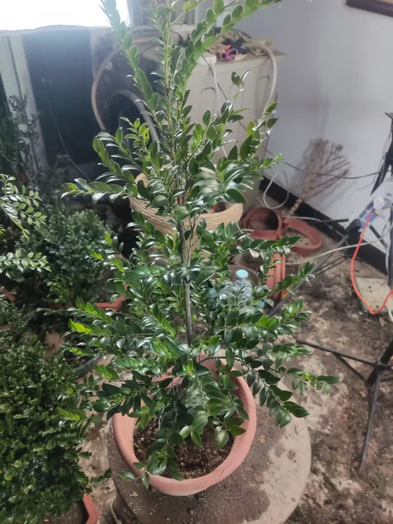 黑骨茶又名黑骨香,俗称小叶紫檀