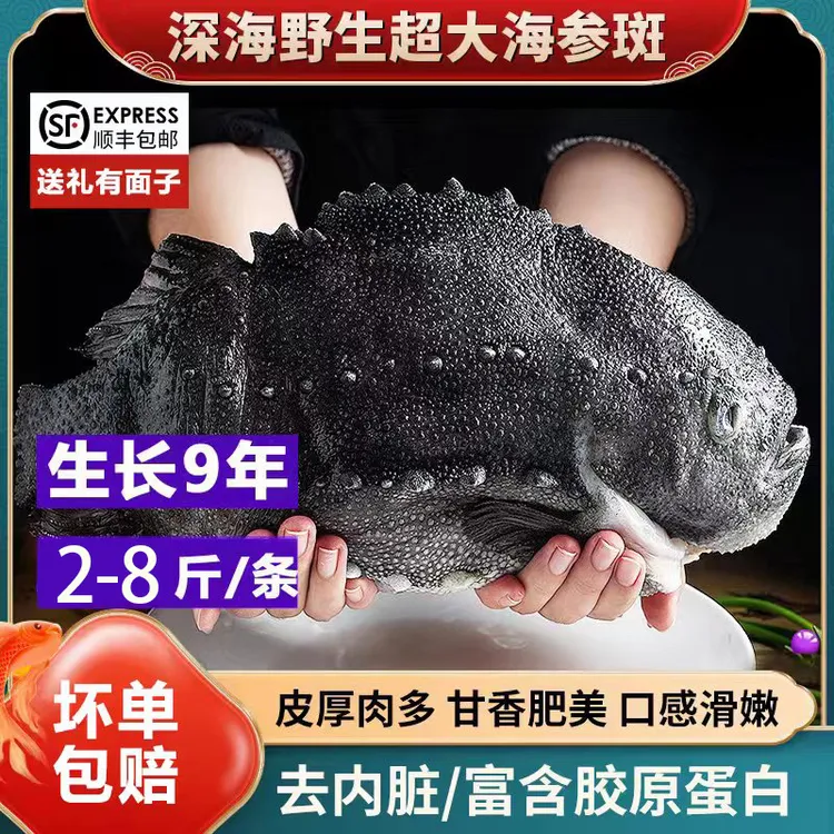 大连发货 深海野生海参斑鱼 石斑鱼2/8斤可选包邮顺丰