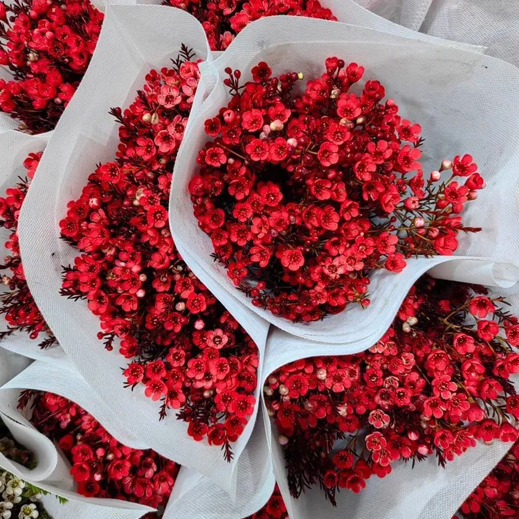 【买一送一】一共600g澳洲腊梅鲜花水养鲜切花卉直播现卖云基地直发