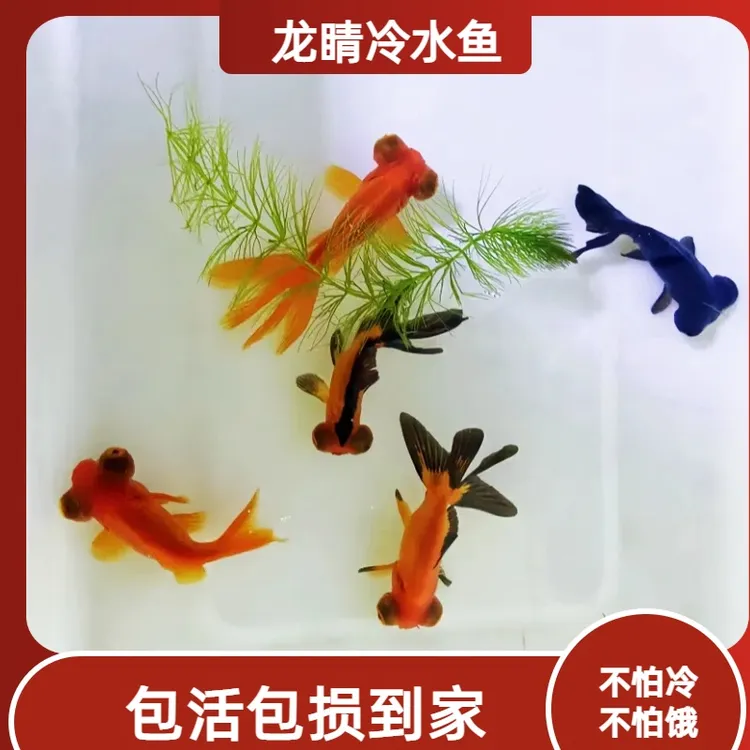  观赏鱼金鱼龙睛冷水鱼大眼睛鱼红包邮好养