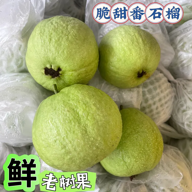 【南沙万顷沙番石榴】白心老树芭乐树上自然熟香脆清甜多汁爽脆爽脆