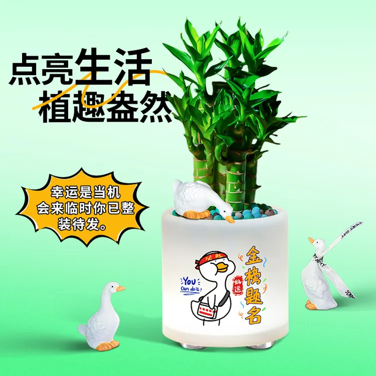 招财富贵竹节节高升办公室桌面好养创意趣味上等水培带根绿植盆栽