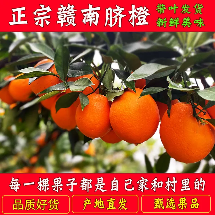 【赣南脐橙】5/10斤装中果大果江西橙子寻乌正宗赣南脐橙新鲜水果