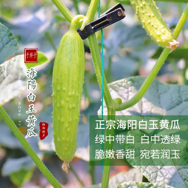 【京东快递】于胖子 白玉黄瓜 新鲜采摘 鲜嫩爽口 4.5斤