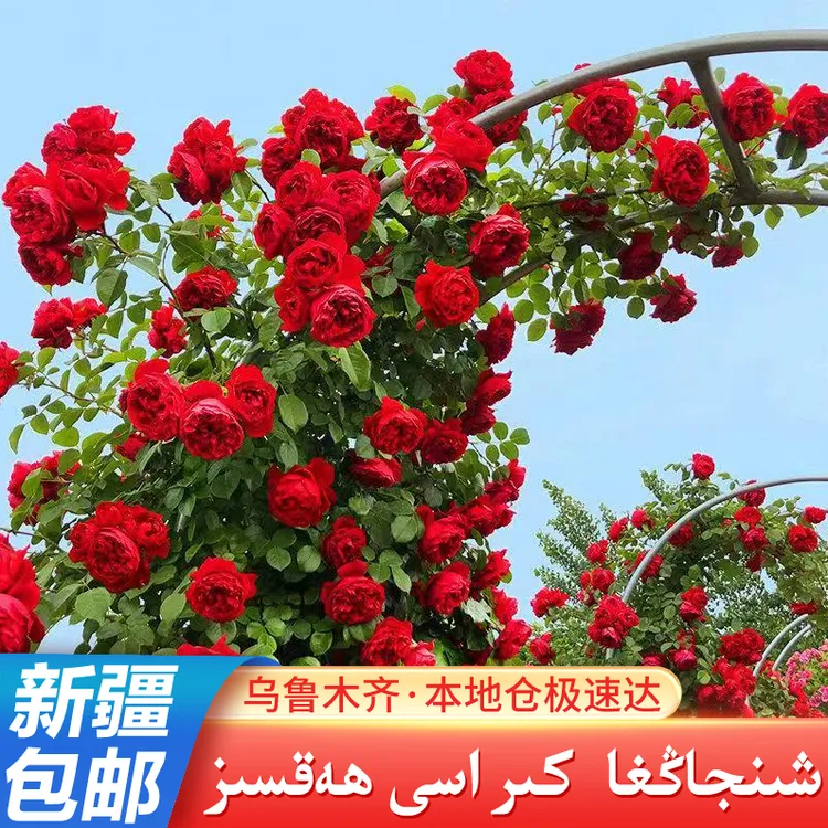 【乌市发货丨新疆包邮】四季混色月季蔷薇花种子爬藤花卉花海浓香