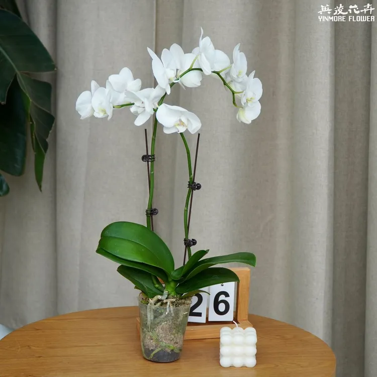 【英茂甄选】福克萨斯蝴蝶兰2.8寸杯|双梗盆栽花卉送礼四季客厅开花