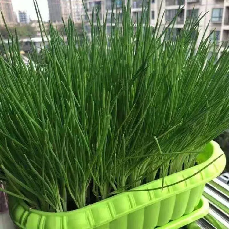 四季小分葱种子浓香型四季种植蔬菜种植耐热生长耐寒商品图