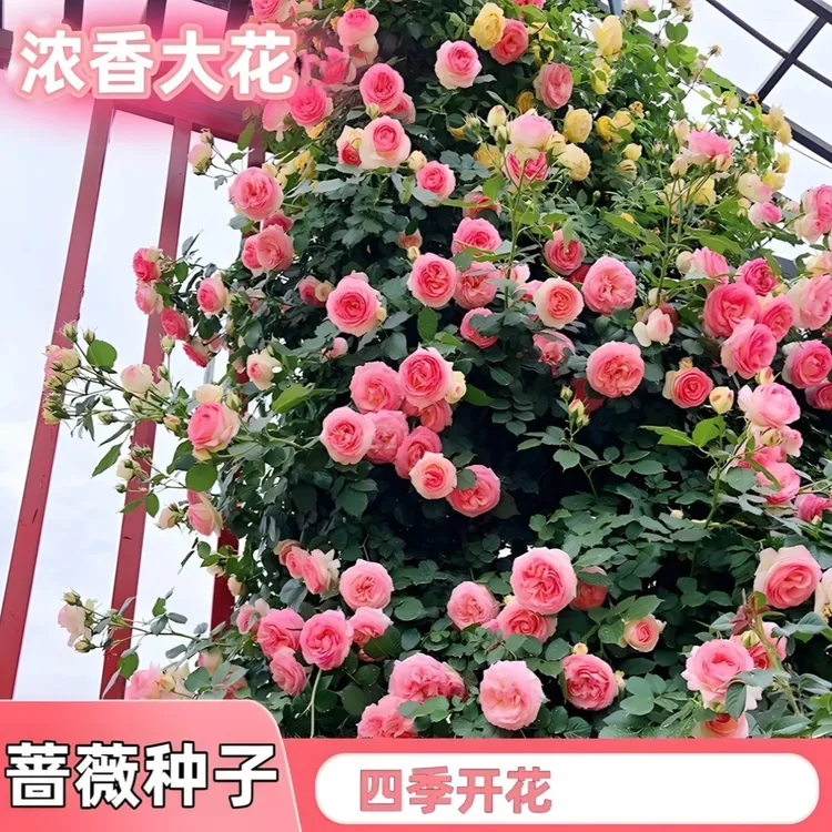 【爬藤月季蔷薇花种子】家庭阳台小院四季播种花海打造