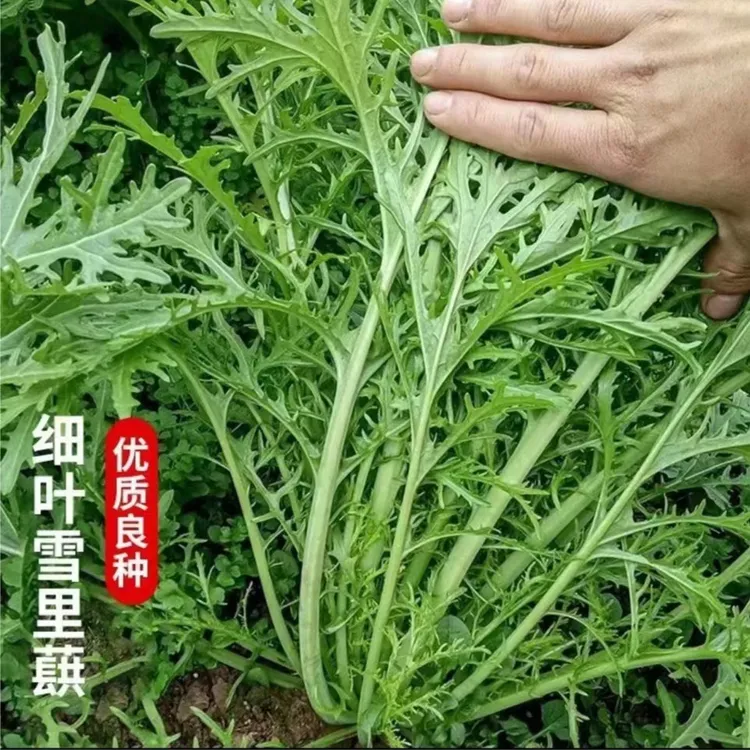 雪里蕻种子雪菜四季蔬菜种植简单阳台小院盆栽