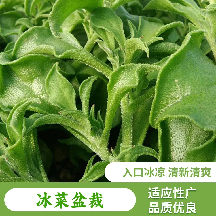 冰菜种籽苗非洲冰水晶四季春季冬季阳台盆栽蔬菜种子孑