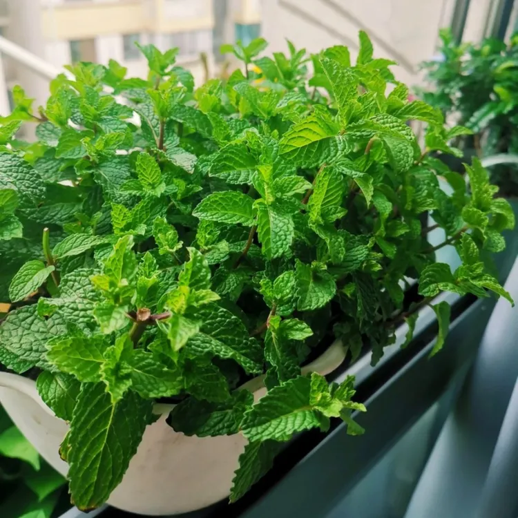 【驱蚊薄荷种子】四季薄荷阳台庭院可做饮品室外耐旱耐寒