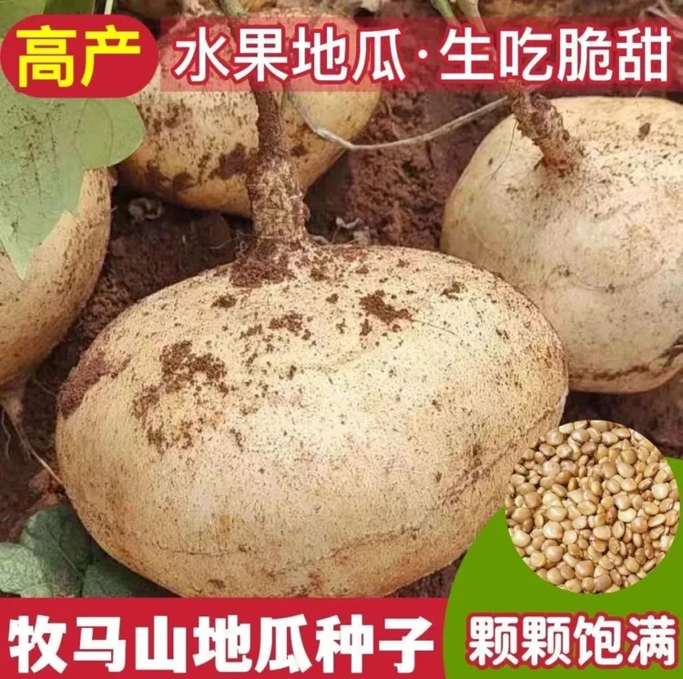 牧马山地瓜种子种籽孑水果地瓜特大白瓤香甜早熟种植  