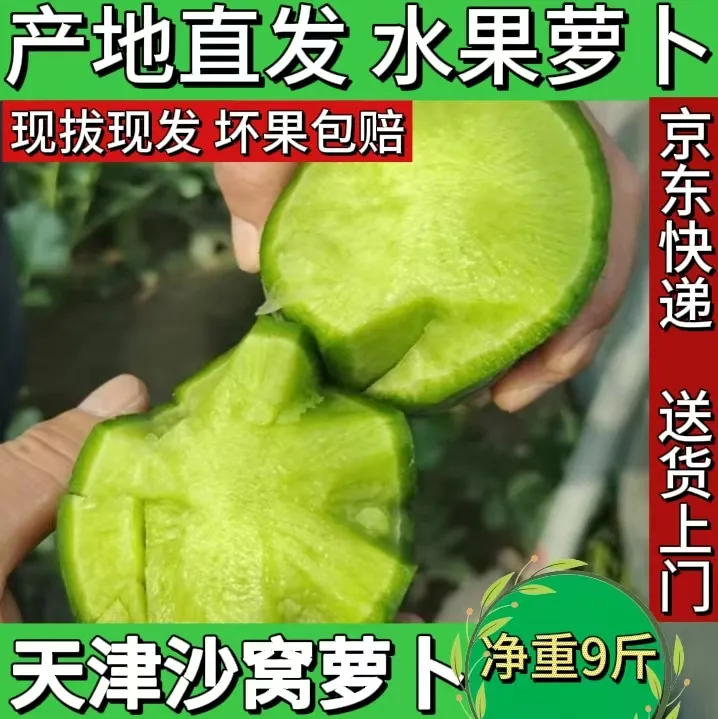 天津沙窝水果萝卜净重9斤