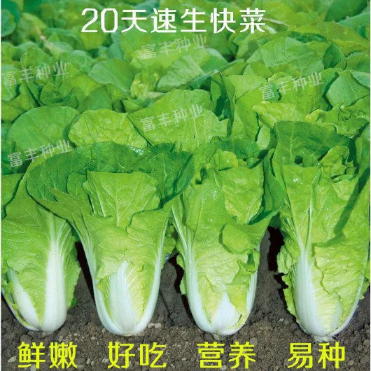 20天成熟四季速生抗病耐热耐湿小白菜种子快菜种子蔬菜家庭简单种