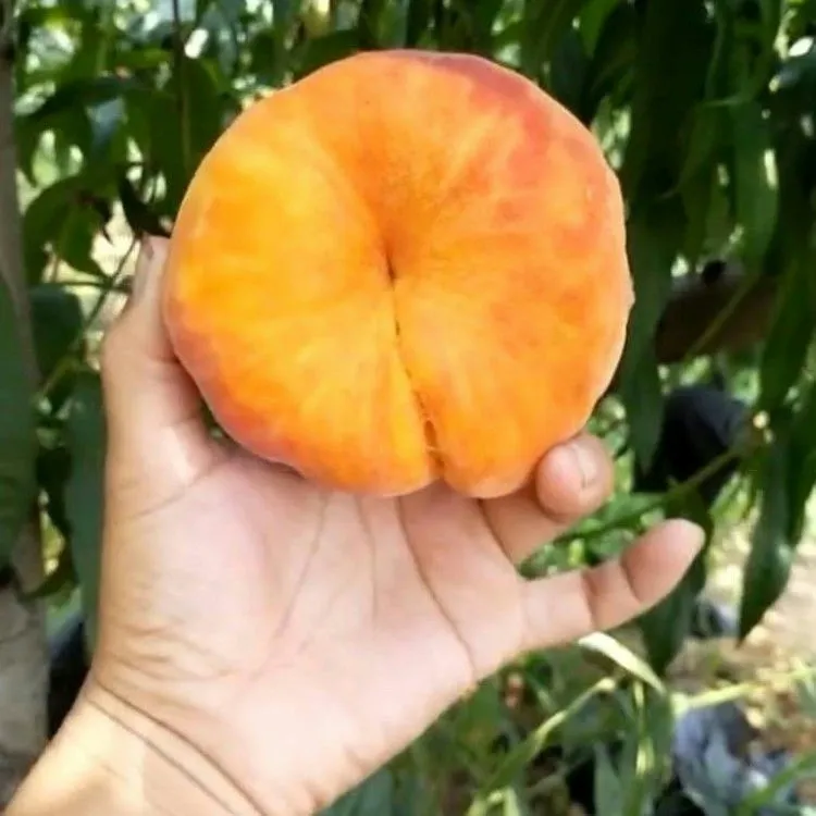 桃树苗 黄金蟠桃苗 早熟中蟠嫁接桃树苗