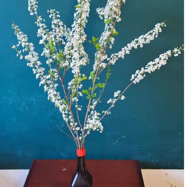 鲜花雪柳干支发货遇水开花室内花卉喷雪花爆花机器自己种的懒人花