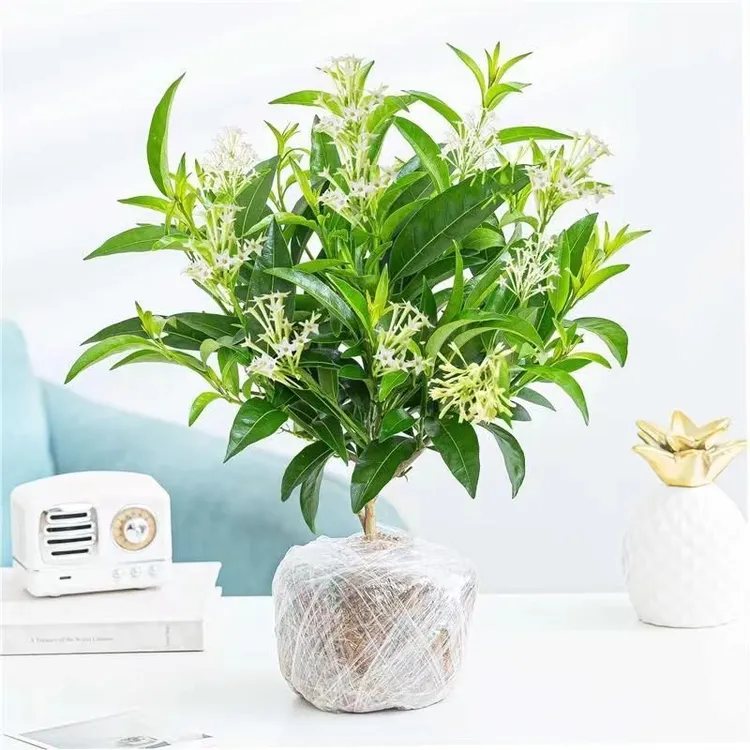 夜来香盆栽浓香型花卉绿植室内阳台庭院四季常青花开浓郁驱蚊植物
