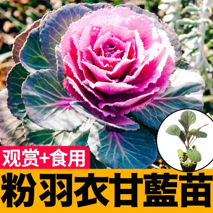 耐寒观赏食用粉羽衣甘蓝秧苗带土绿紫羽衣种子春秋四季盆栽籽美观
