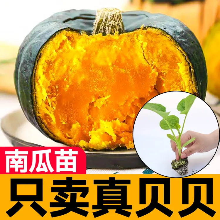 正宗真贝贝南瓜苗秧带土板栗味绿黄红栗奶油南瓜种子春秋四季盆栽