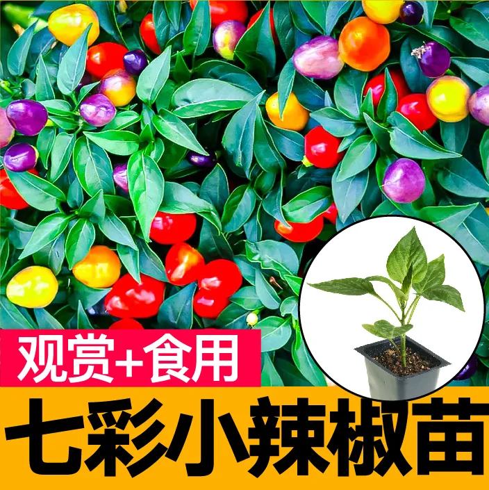 观赏食用七彩小辣椒苗秧多彩五彩辣椒种子高产四季阳台盆栽蔬菜苗
