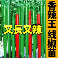 又香又辣线椒秧苗带土二荆条椒杭椒美人椒朝天椒小米辣椒种子盆栽