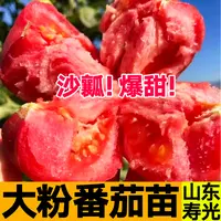 沙瓤爆甜大粉番茄秧苗带土球粉冠大红硬果西红柿种子四季盆栽高产