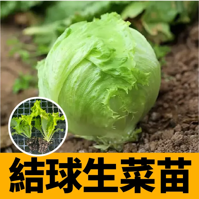 四季结球生菜苗秧带土球生菜种子大全大速生紫红罗马直立咖啡菜籽