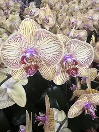 蝴蝶兰【芭比娃娃】单花剑 室内花花 广州基地直发