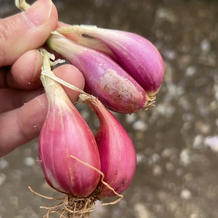 红葱头种四季葱头干新鲜葱头花盆栽红葱头种四季香葱火葱种子葱头商品图