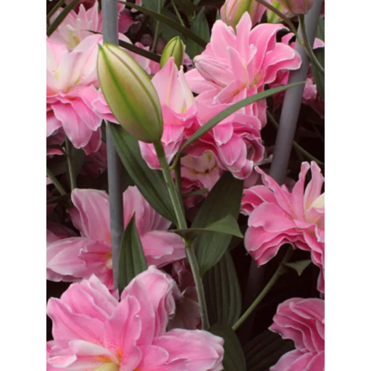 进口香水百合花种球大球带芽种子重瓣四季花卉植物室内盆栽多年生