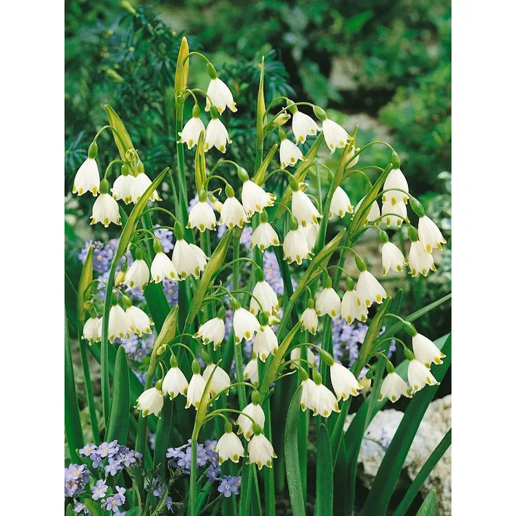 进口雪片莲种球多年生阳台花园庭院花卉蓝铃花耐寒易养活球茎盆栽