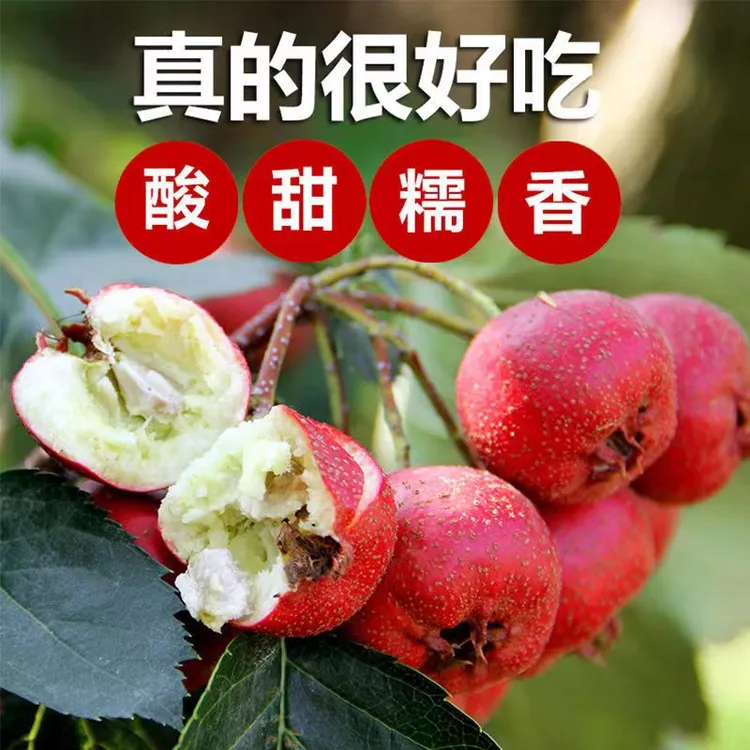 新鲜金星山里红东北特产老品种酸甜开胃孕妇水果顺丰包邮