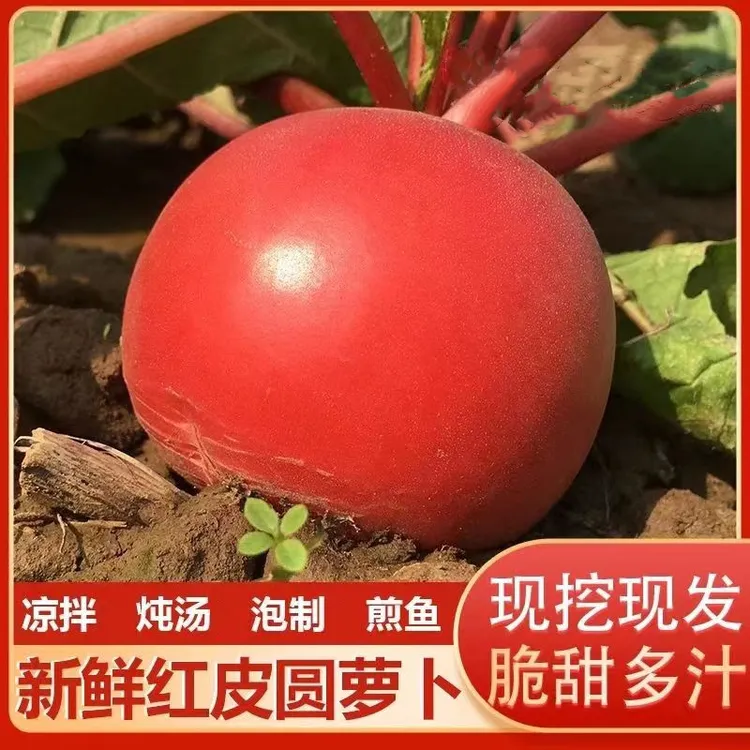 东北红萝卜红皮白心现摘新鲜大红圆萝卜