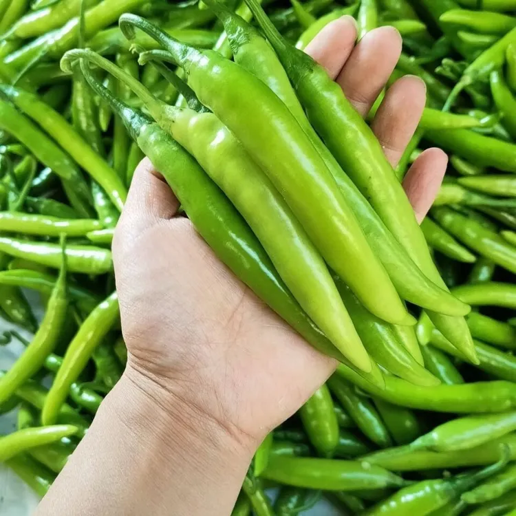 《特辣》薄皮青辣椒杭椒泡椒虎皮辣椒皮薄清脆