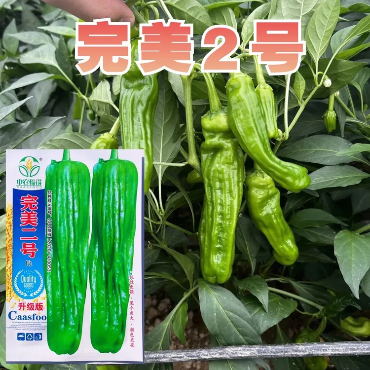 完美二号中果型小苏椒薄皮椒芜湖椒高产软皮竖条纹辣椒种子春秋种