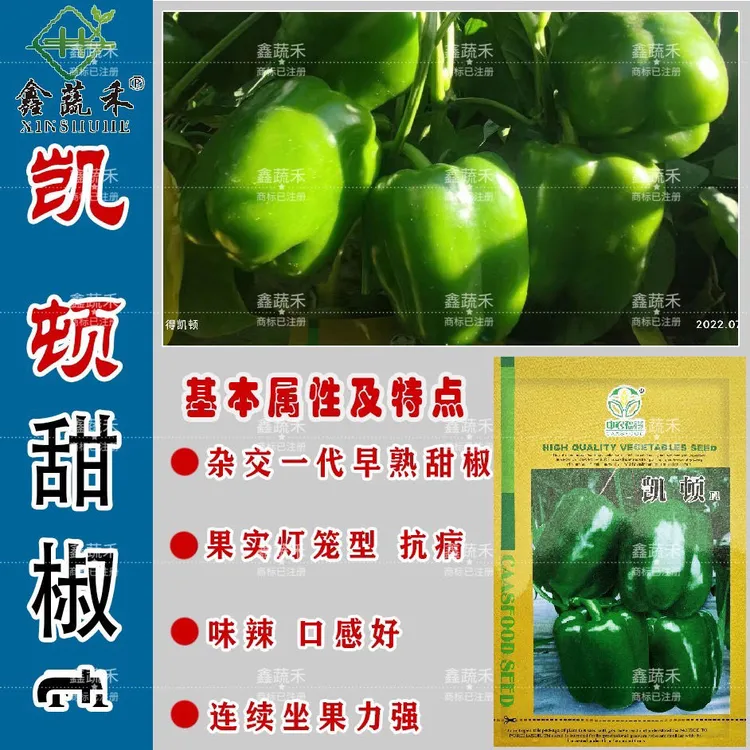 凯顿甜椒种子早熟方灯笼型大果辣椒种子春秋播辣椒籽抗病性强种孑