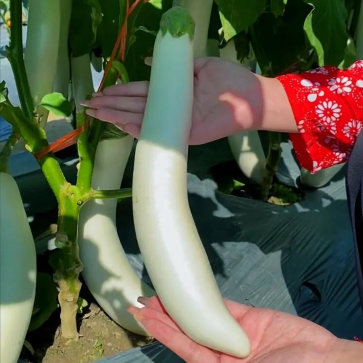 【白茄子种子】南方公主白茄子白长茄种子四季蔬菜