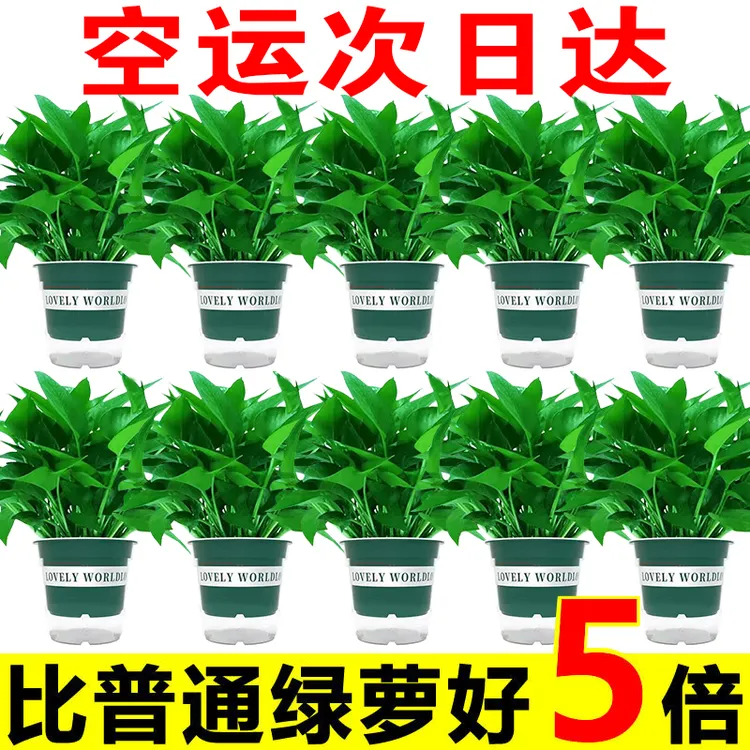 【抢购中】绿萝盆栽室内好养吸除甲醛净化空气水培植物绿植花卉甄选
