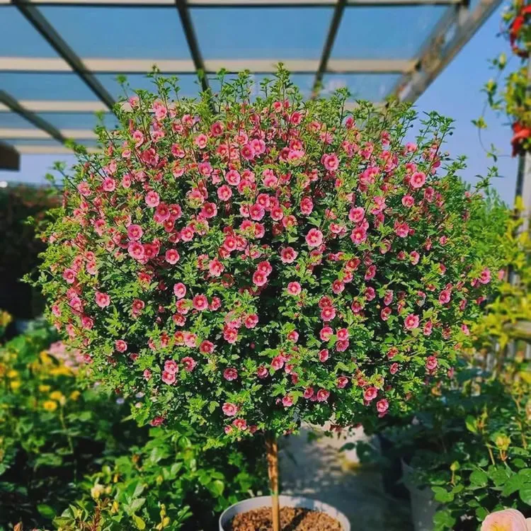 小木槿花棒棒糖盆栽花苗室外阳台庭院花卉植物带花苞