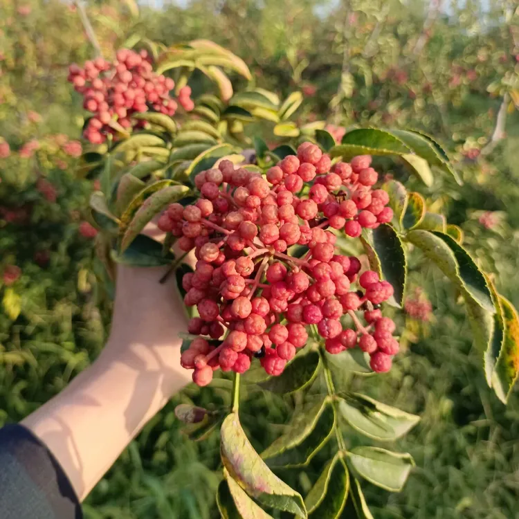韩城花椒基地新品花椒树苗，产量高，颗粒大颜色红，现挖现发出售