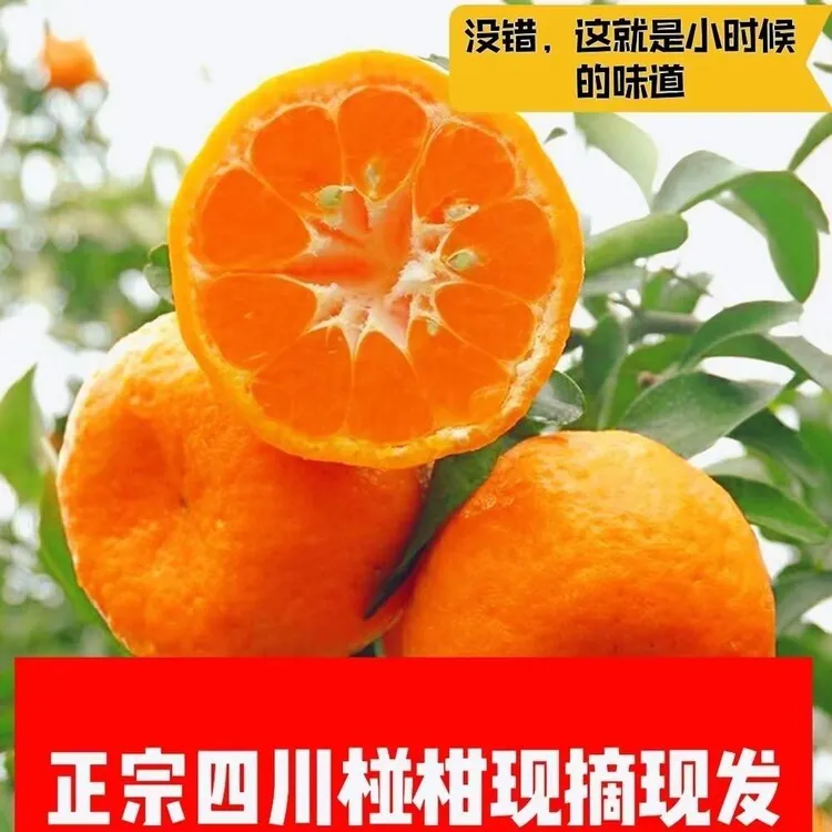 正宗四川椪柑芦柑新鲜发货碰柑当季抖音团购水果当季热卖丑橘子
