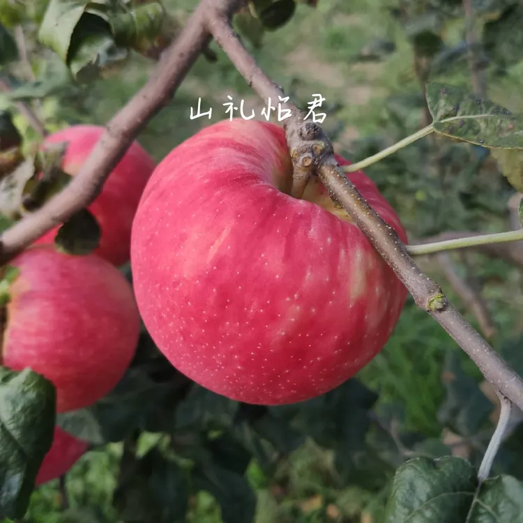 山礼怡君【粉丝福利】优选精品蜜脆苹果陕西宜君苹果5斤包邮