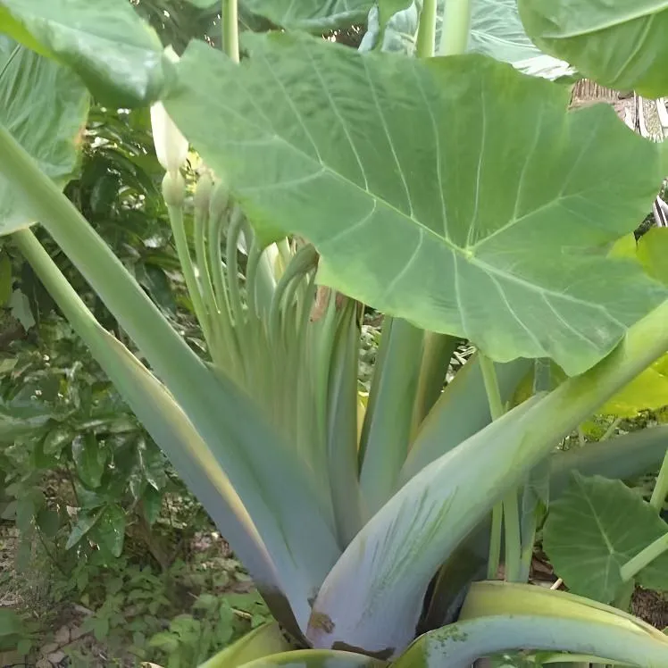 农村优质大型芋四季可种植盆栽绿植室内大叶象耳芋不是滴水观音