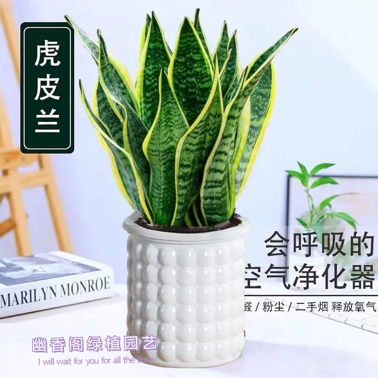 金边虎皮兰矮种宽叶新房吸甲醛防辐射净化空气多肉植物卧室绿植