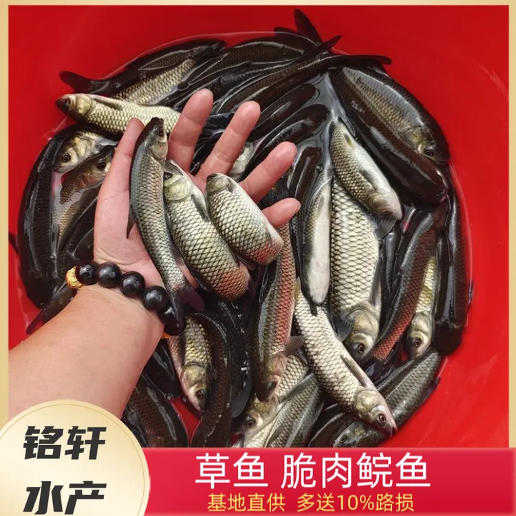 广东草鱼 长身草鱼 脆肉鲩鱼 脆肉草鱼 广东发货