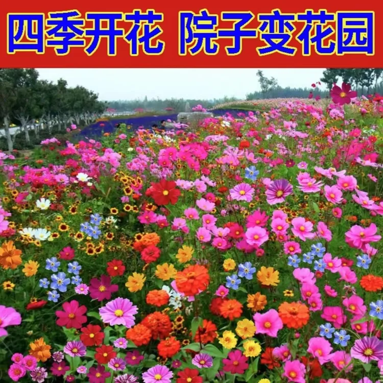 【家庭花园】野花组合适合室外阳台盆栽花卉组合商品图